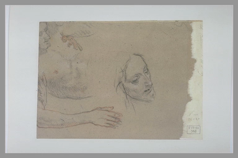 Studio di un uomo nudo in busto, sdraiato - Museo del Louvre, Parigi